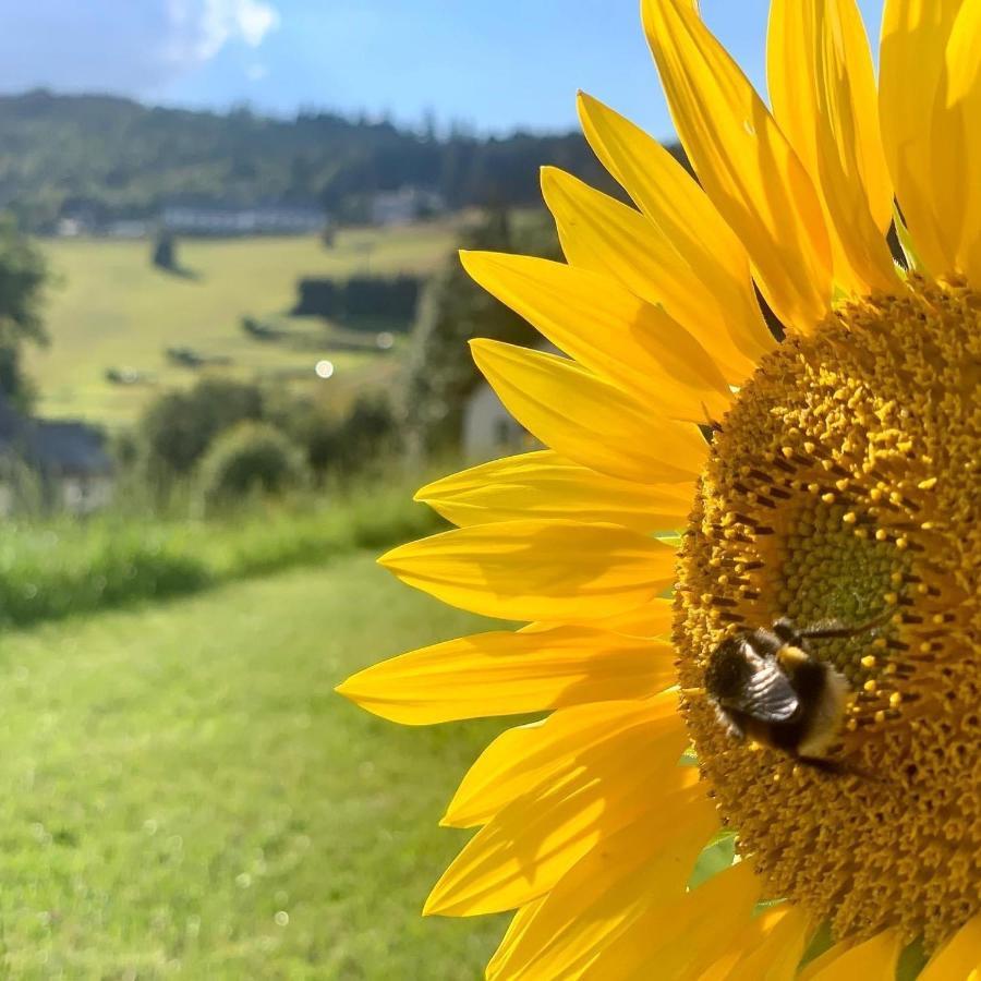 Naturapart Rauszeit Willingen (Upland) Exterior foto